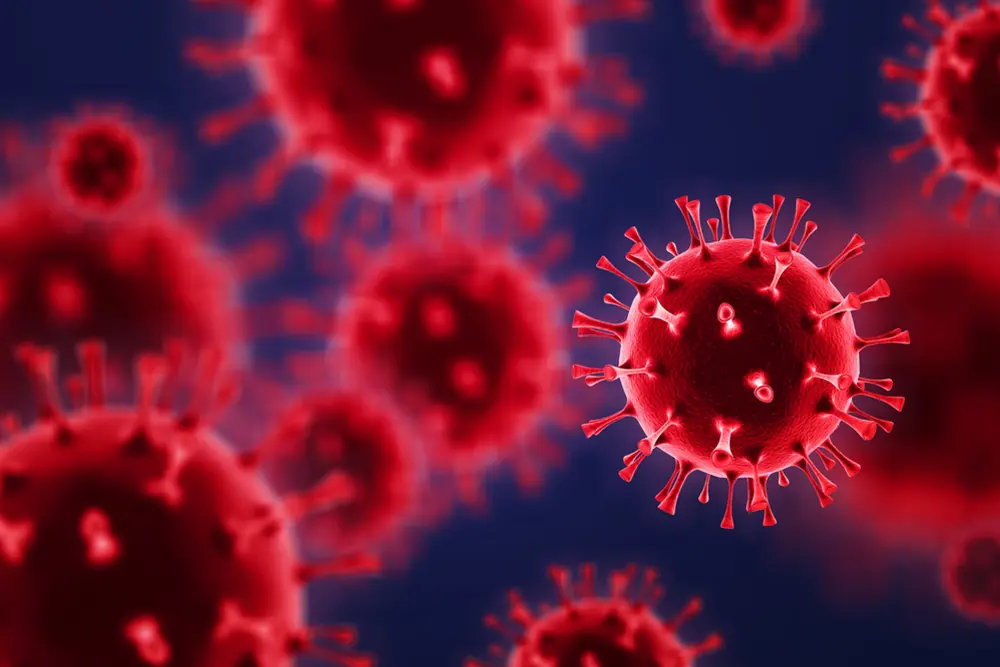 En gruppe røde blomster