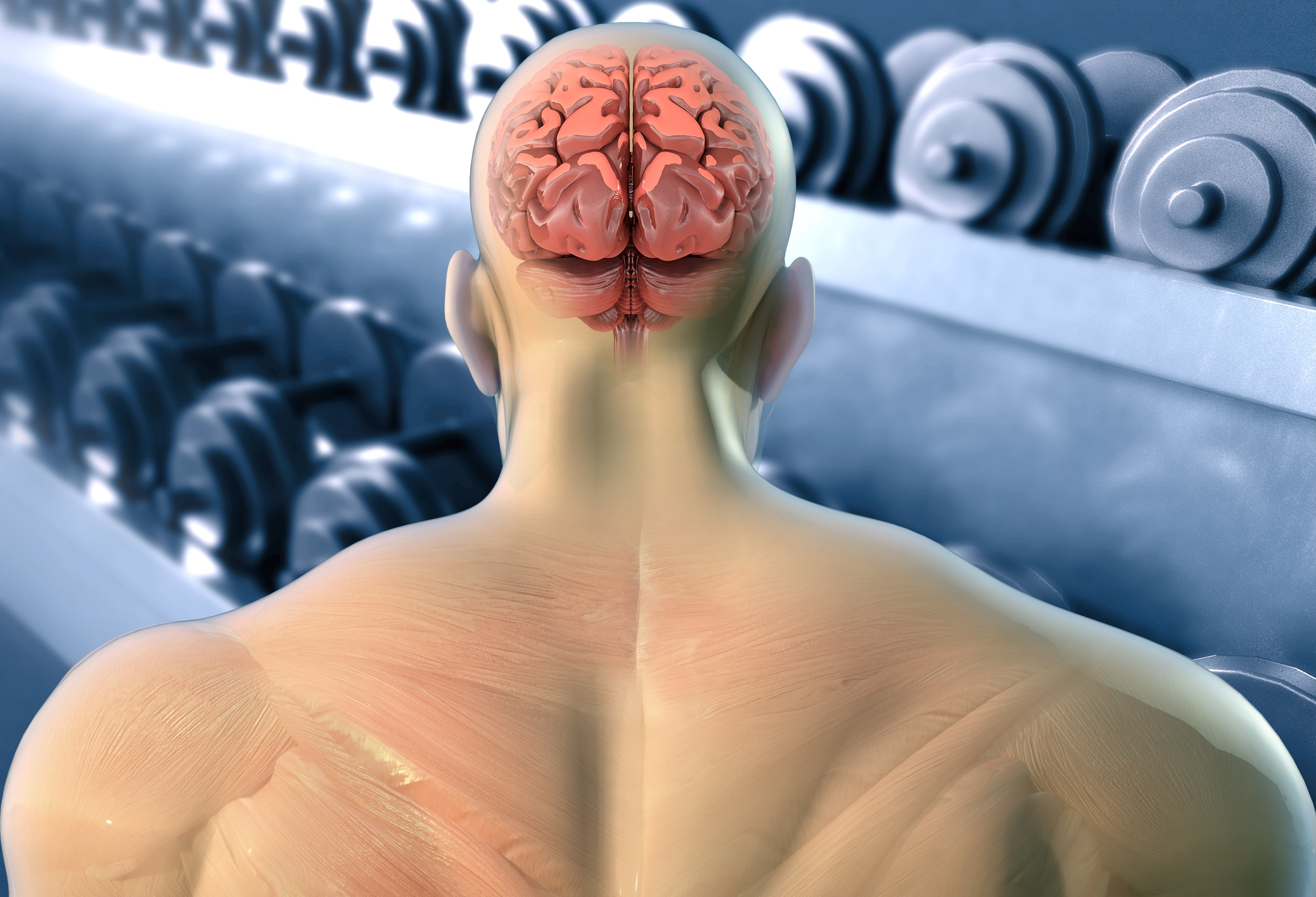 Illustrasjon av en mannlig bruker av AAS på treningssenter.