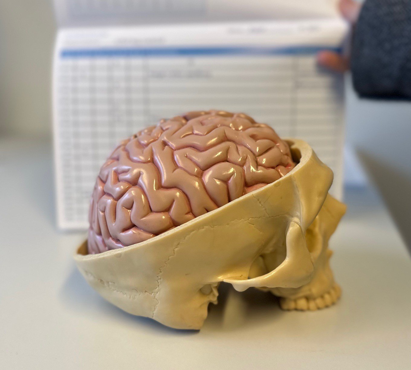 En hjerne med et kalender bak