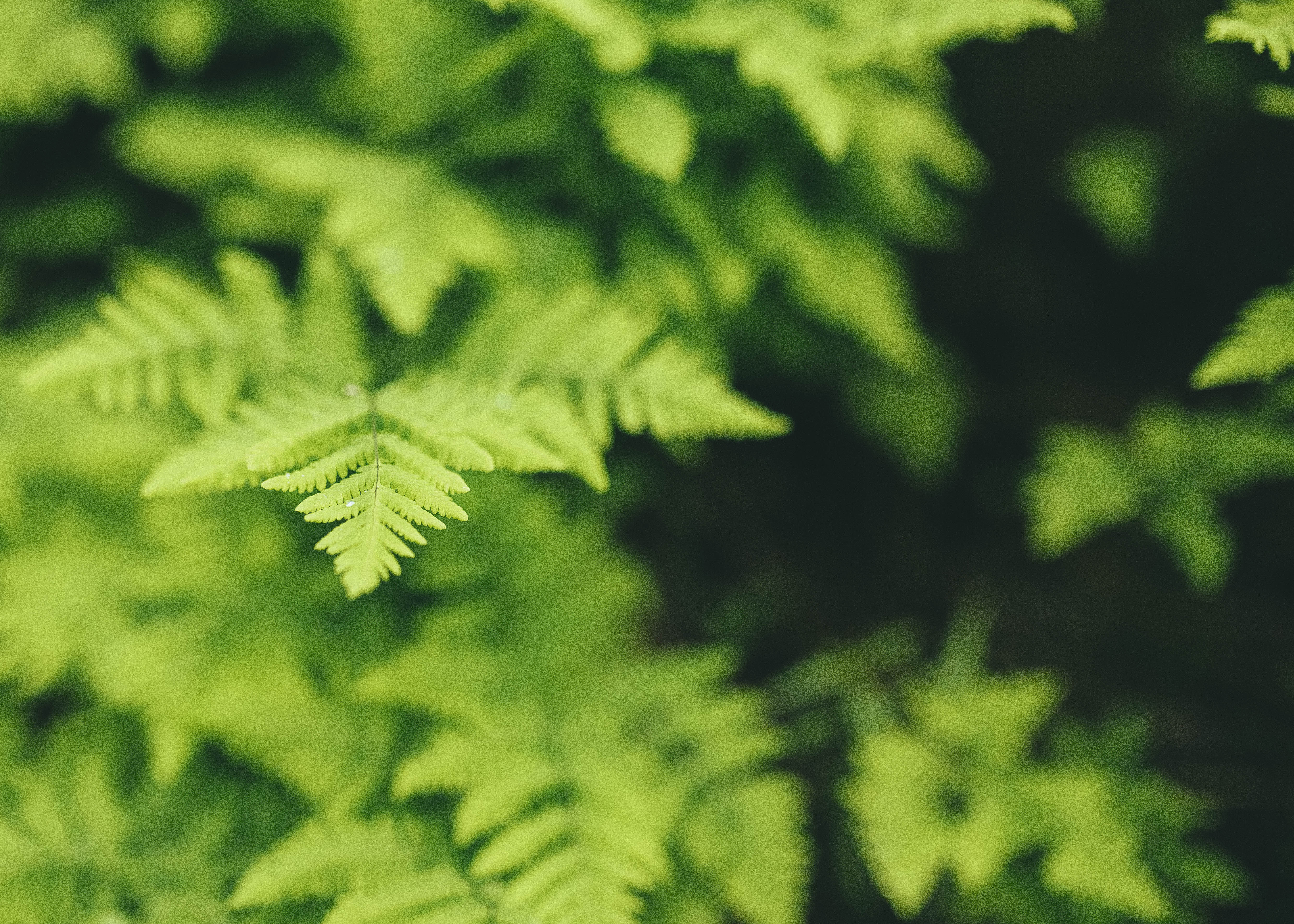 Et nærbilde av noen blader