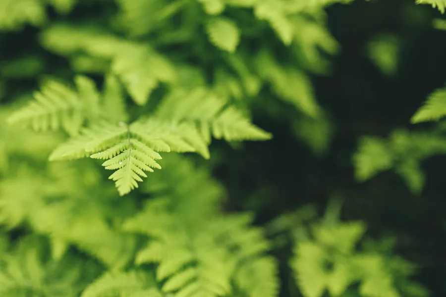 Et nærbilde av noen blader