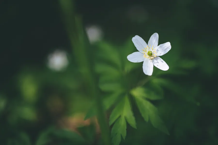 hvit blomst med grønn bakgrunn