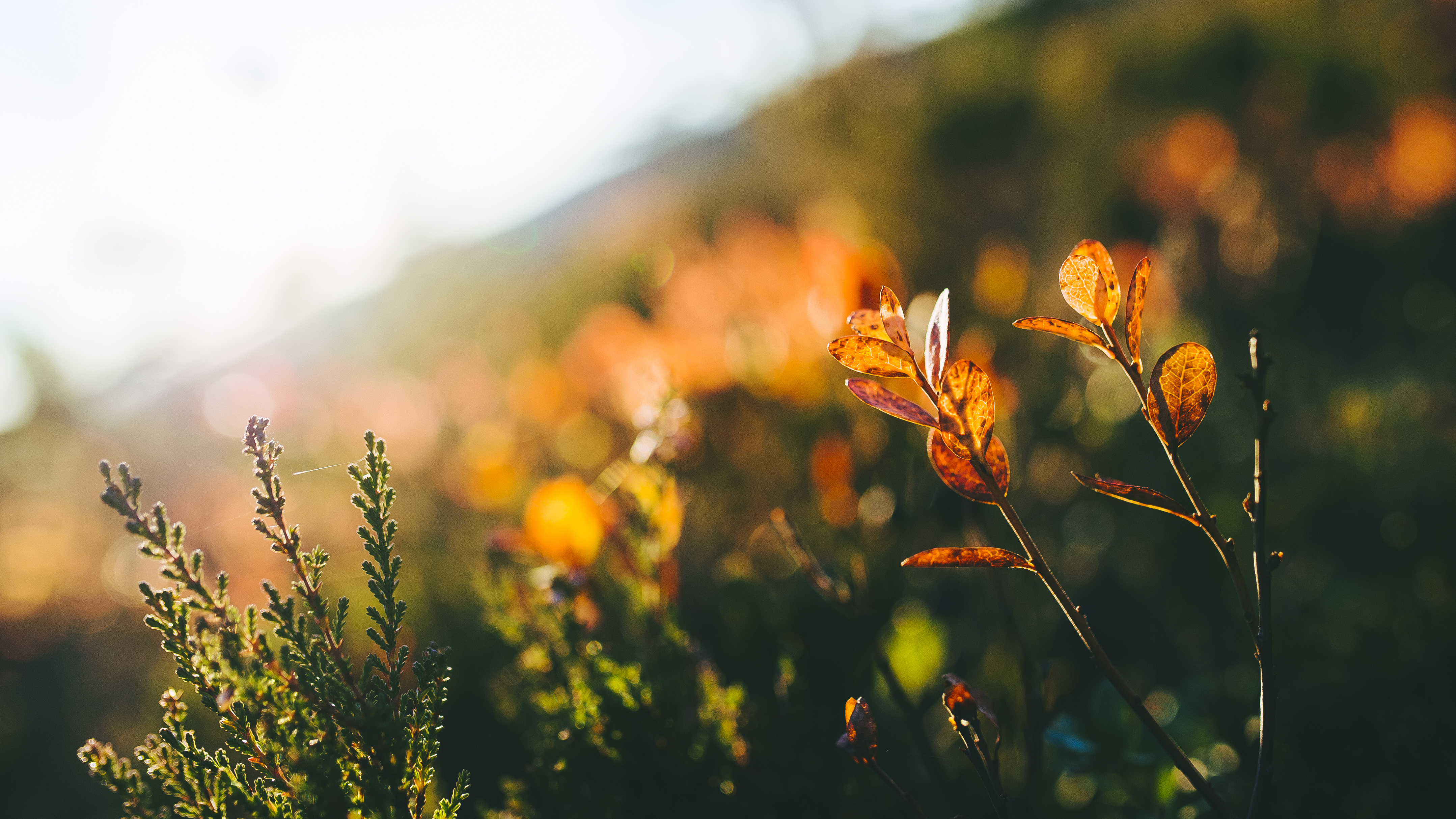 oransje blader med uklar bakgrunn