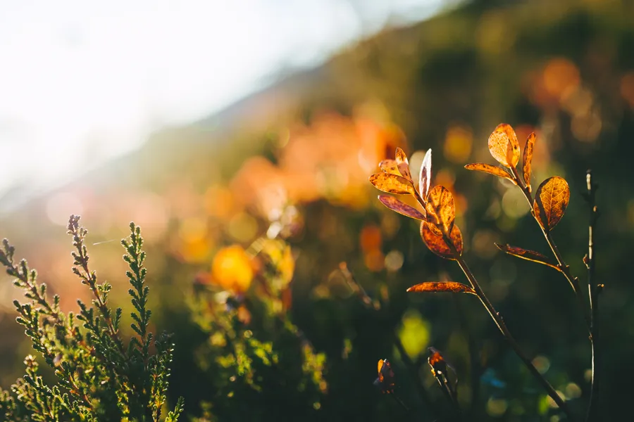 oransje blader med uklar bakgrunn