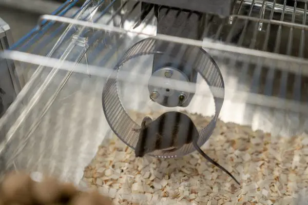 En svart og hvit fisk i et akvarium