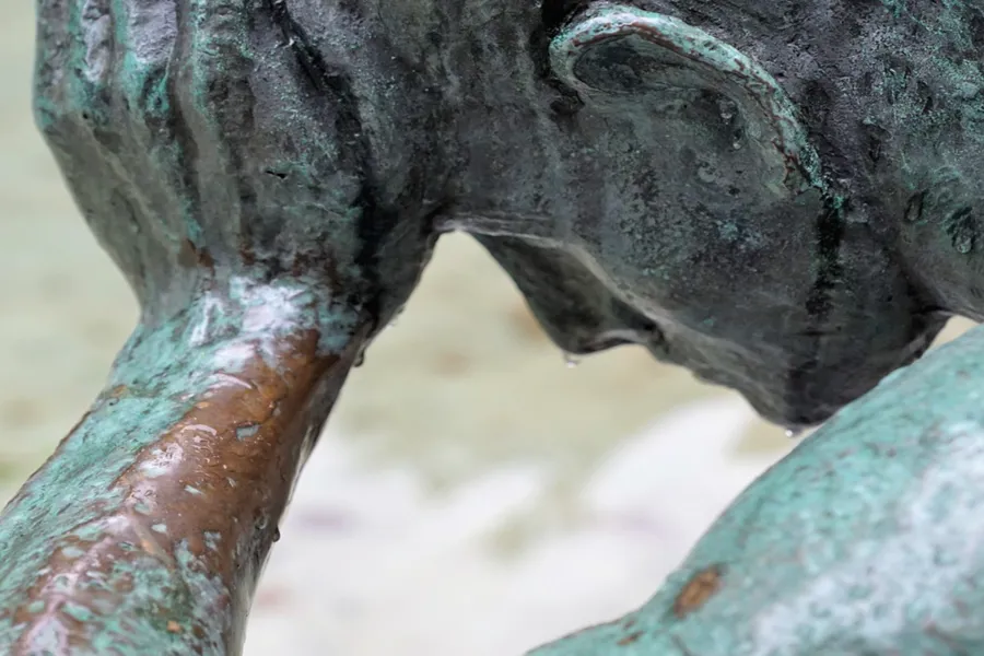 Et nærbilde av en trestamme