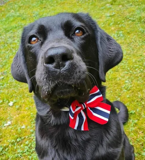 Dette er sykehushunden Vega som er en svart hund med rød sløyfe