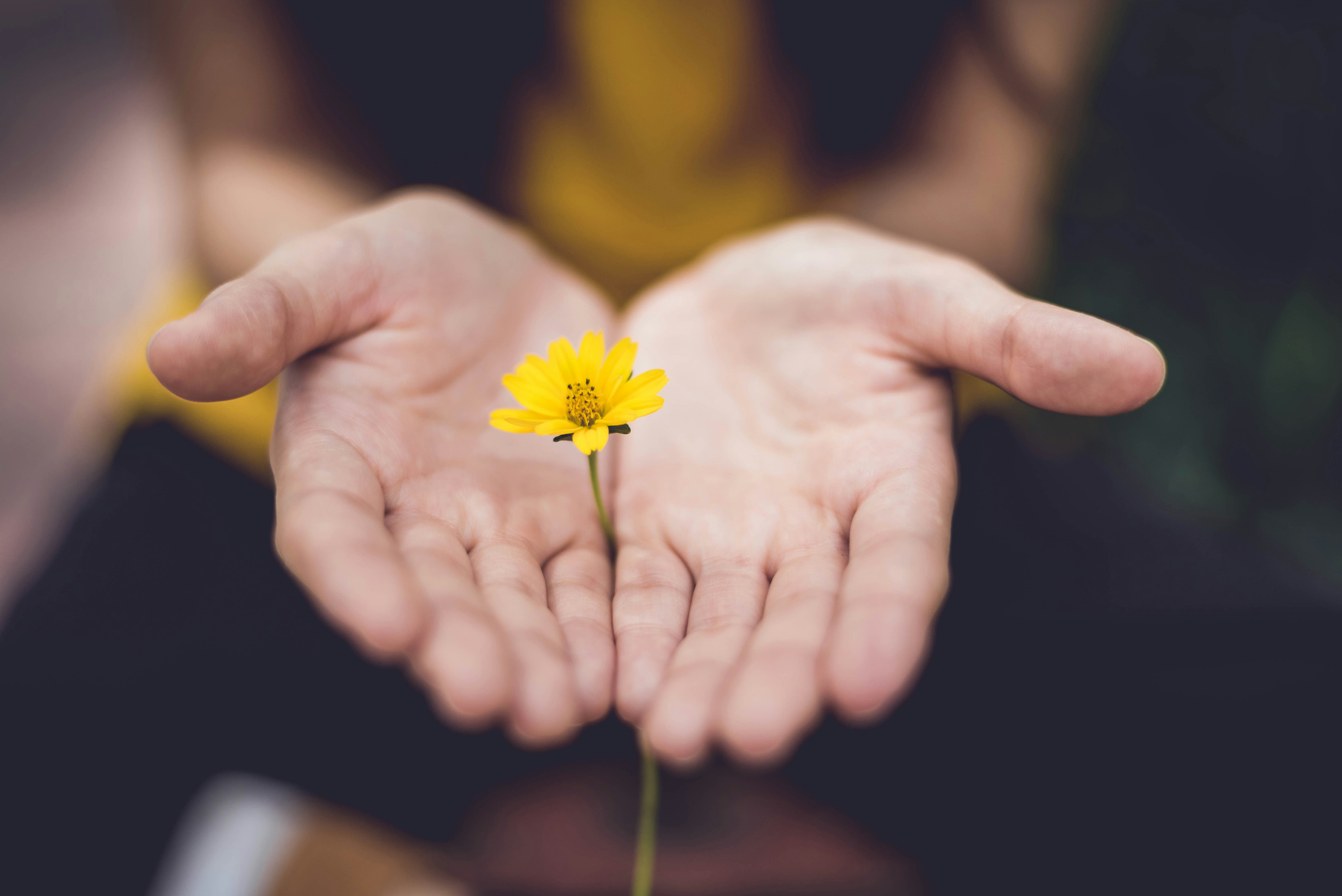 A hand holding a yellow flower