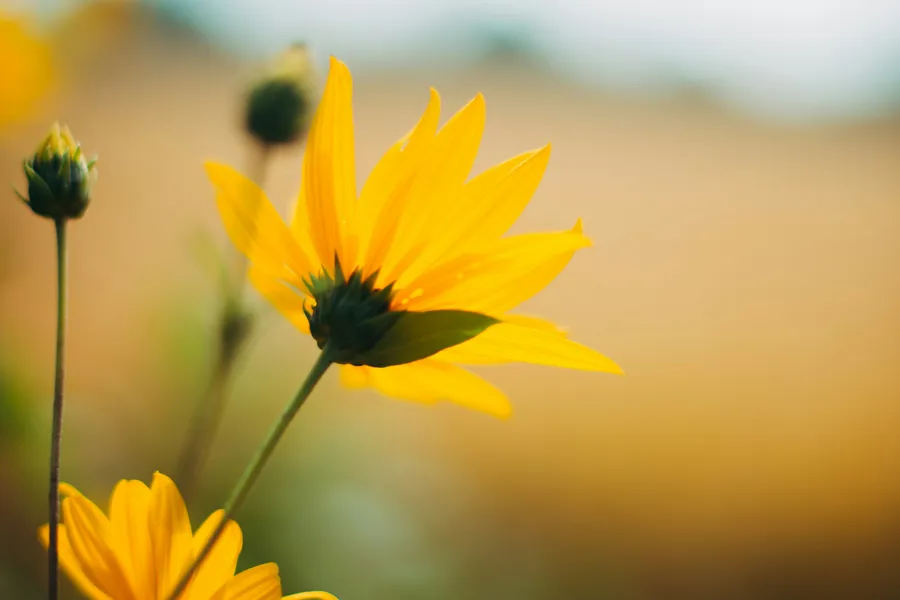 A close-up of some flowers