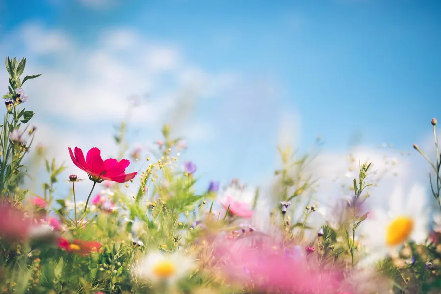 En blomstereng