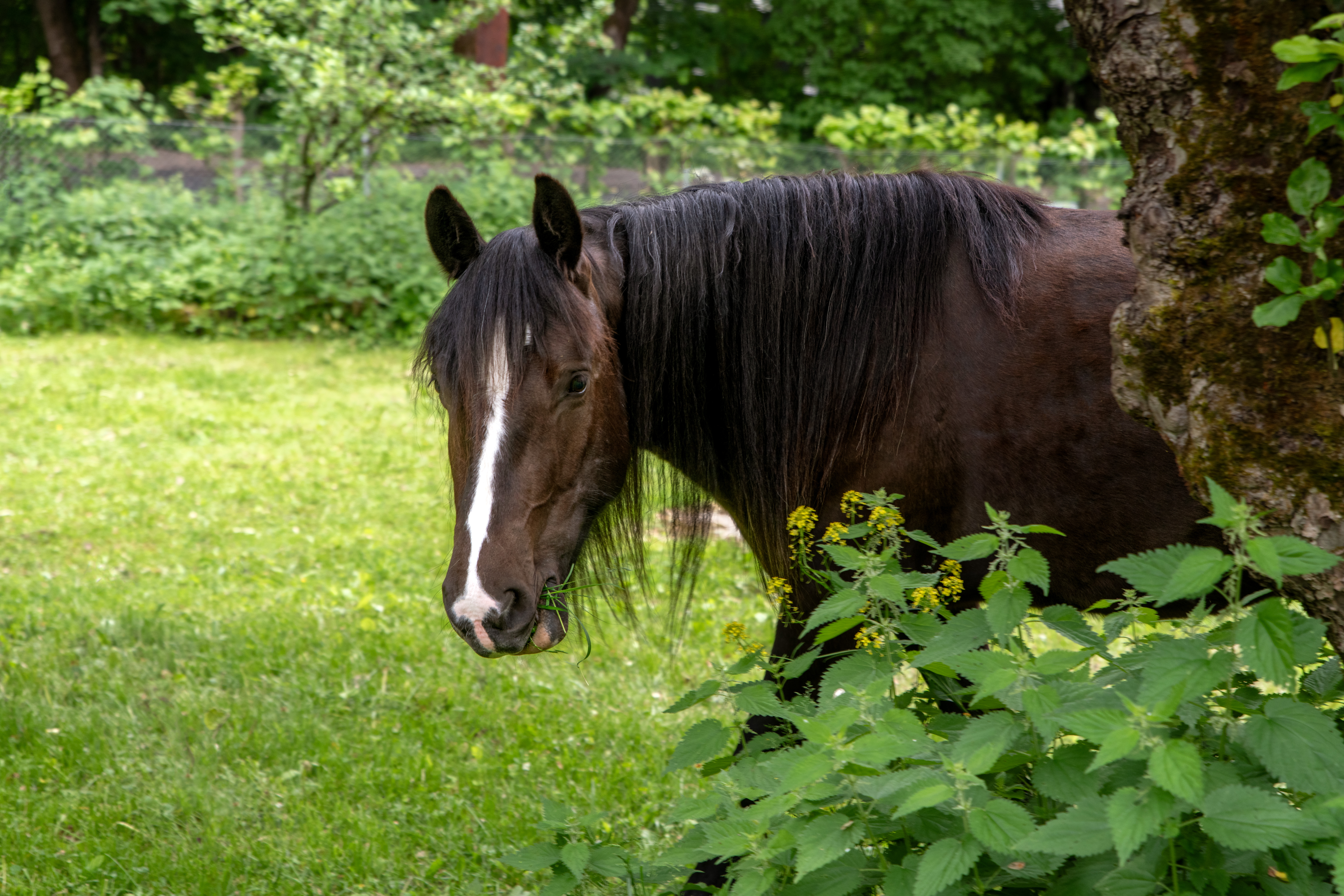 Brun hest på beite