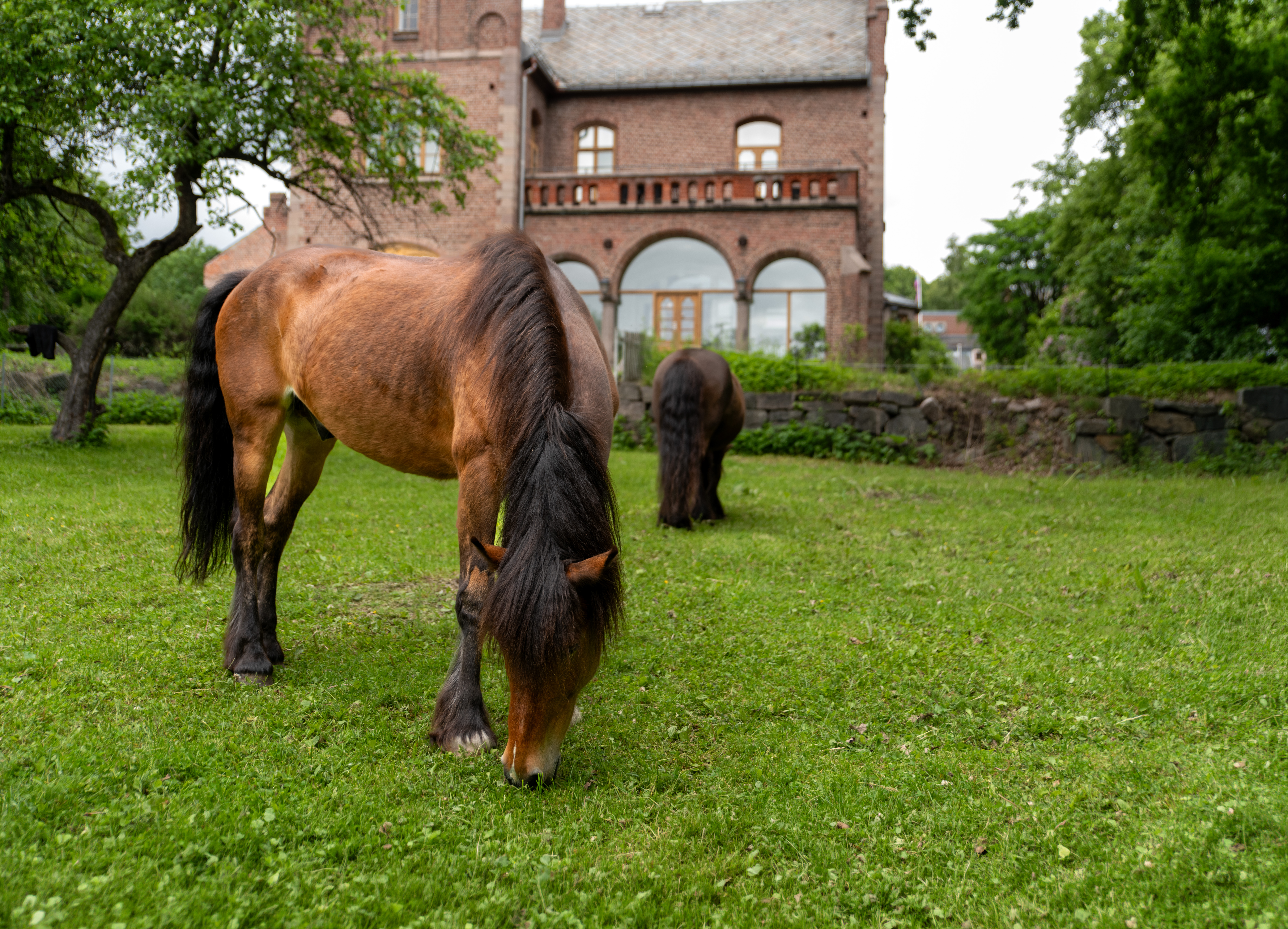 Hester forran kontorbygg