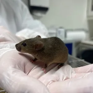 En liten gnagere i en persons hånd