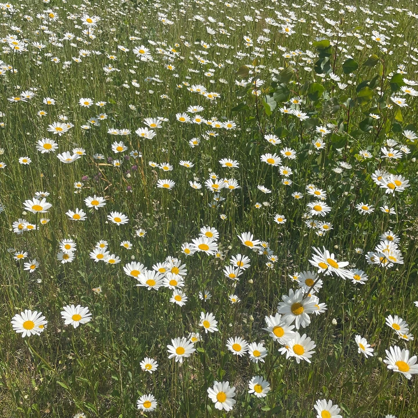Et felt med hvite blomster