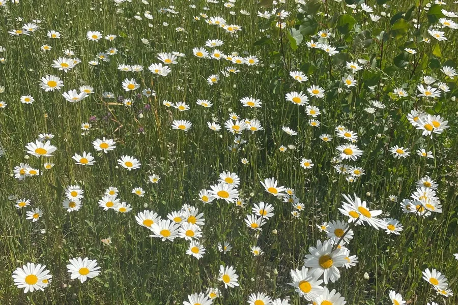 Et felt med hvite blomster