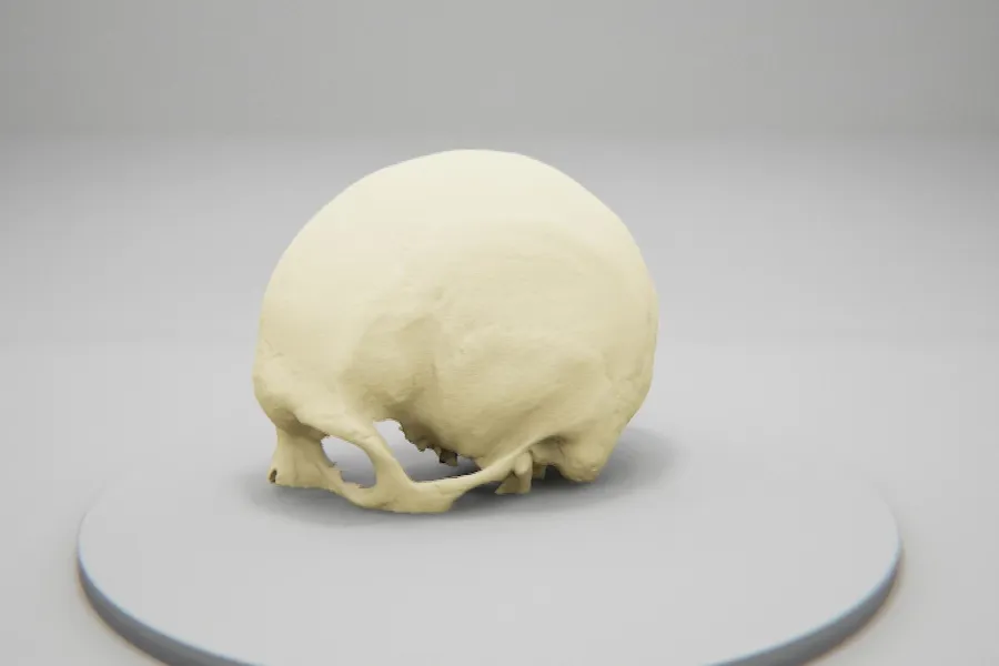 En hvit hjerne på en hvit overflate