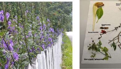 To bilder hvor det ene viser planter bak et gjerde, og det andre ulike blomster tørket på et papir.