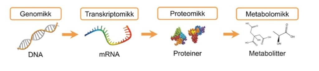Metabolomikk.jpg