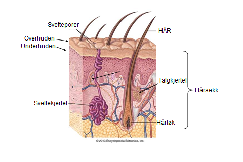 Figur 1 Vertikalsnitt.png