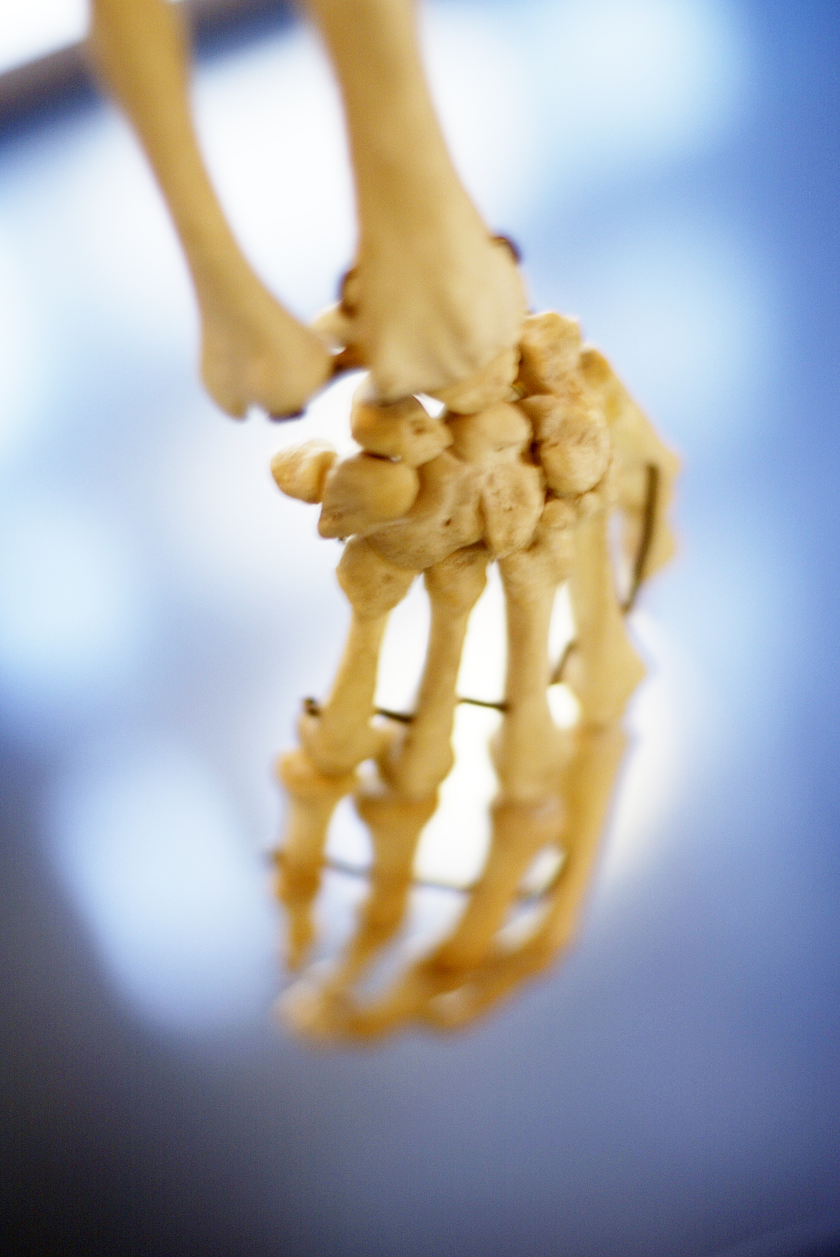 Et nærbilde av en menneskehånd som holder en pære