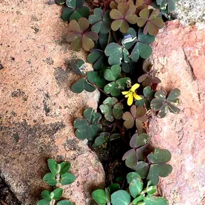 En blomst som vokser frem i en fjellsprekk.
