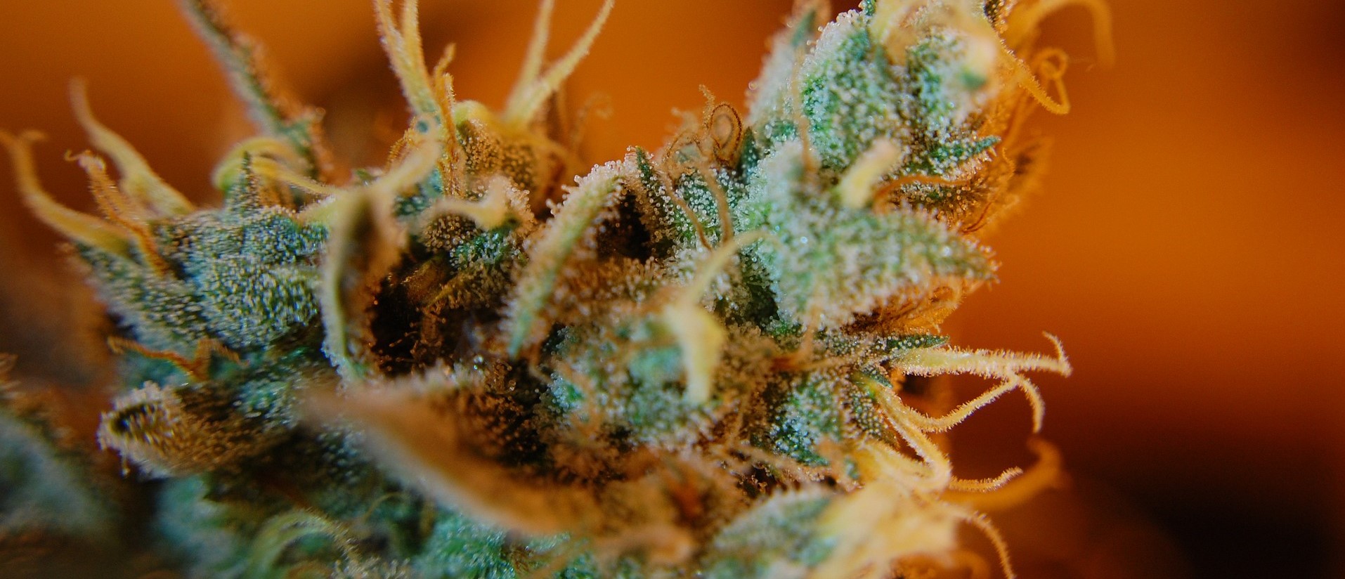 Et nærbilde av en plante