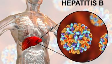 En tegning av en overkropp hvor man ser organene. Magesekken er uthevet med en overliggende tegning  av hepatitt.