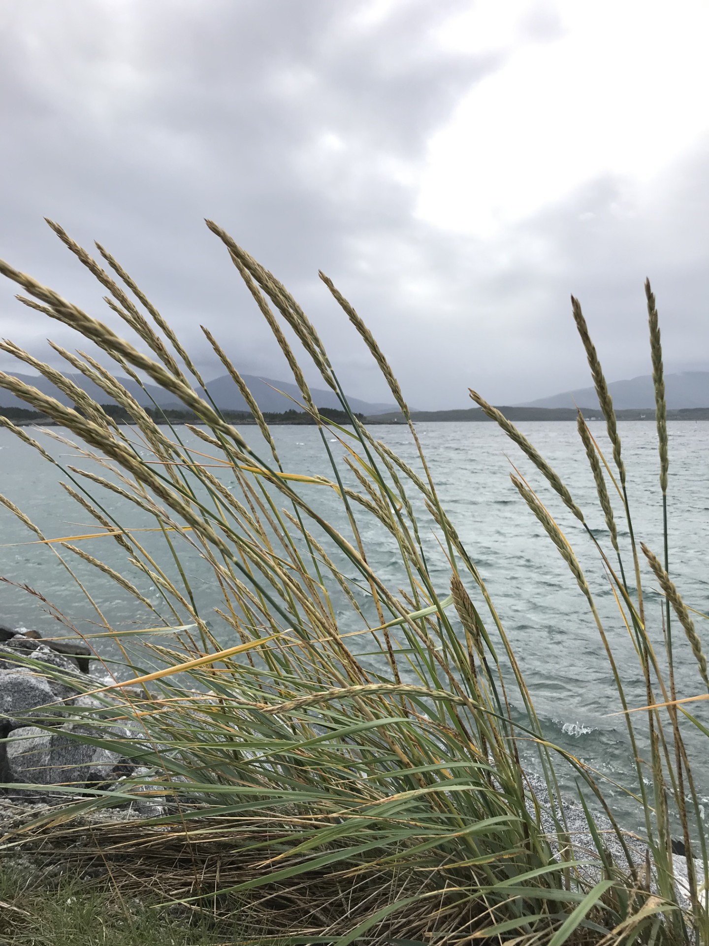 Strå som vaier i vinden