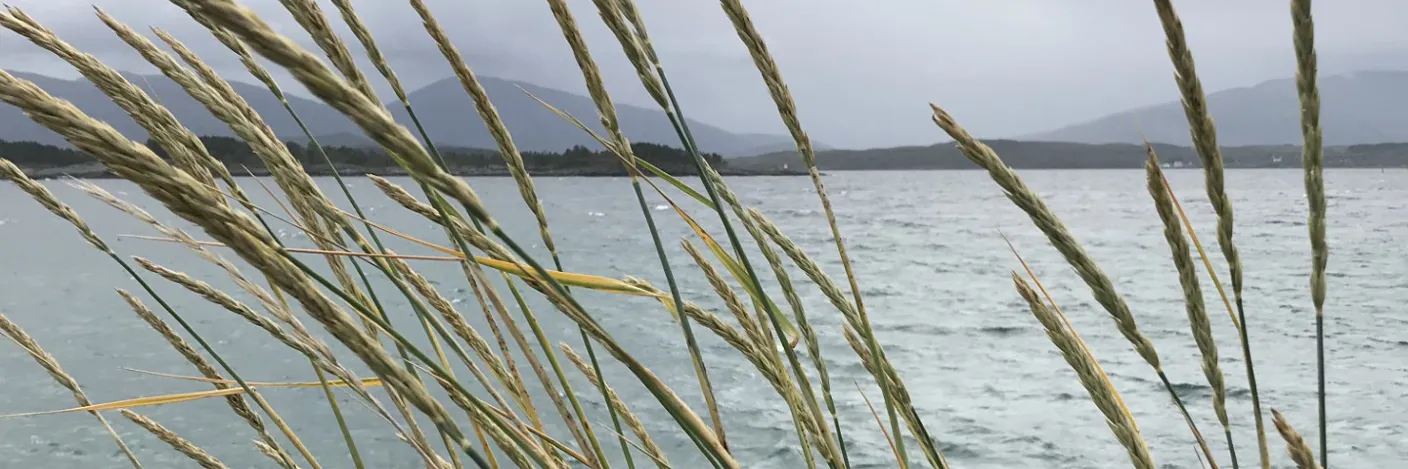 Strå som vaier i vinden