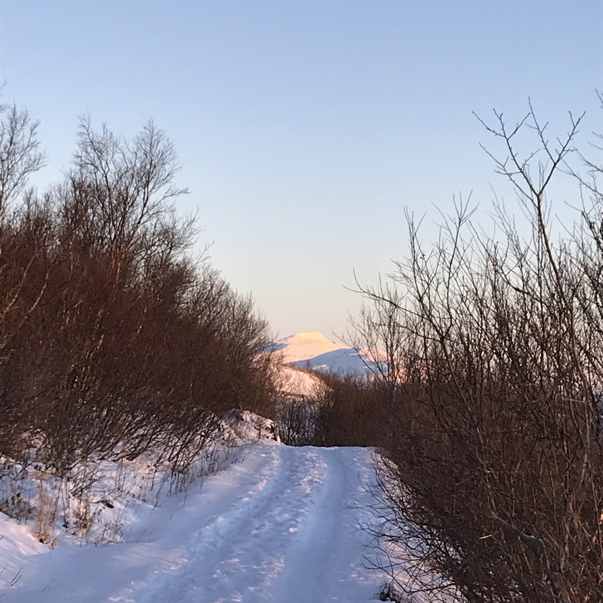 En snødekt vei med trær på hver side og et fjell i horisonten
