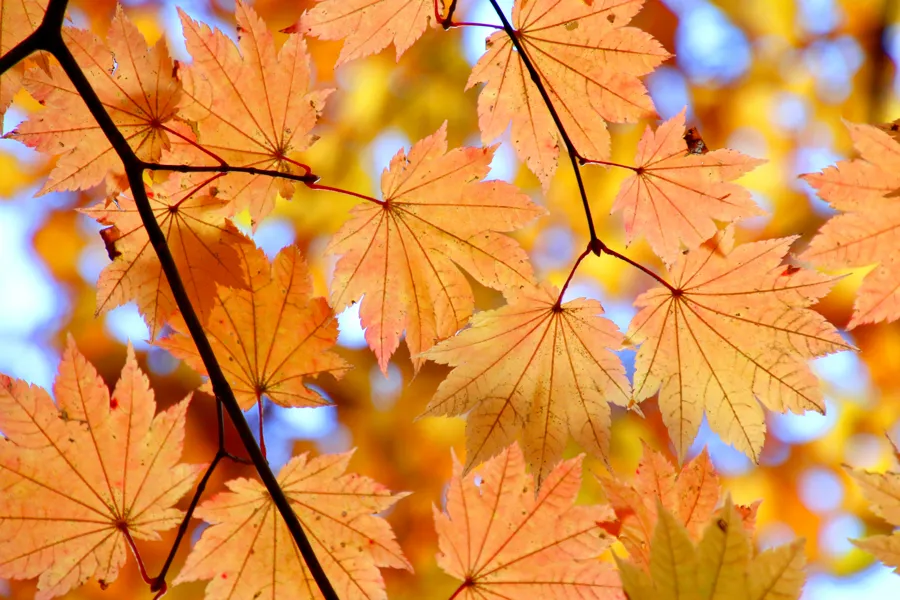 Gule høstblader på et tre