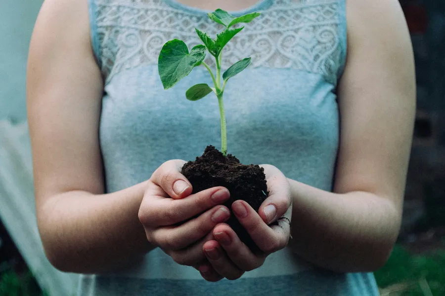 A person holding a plant