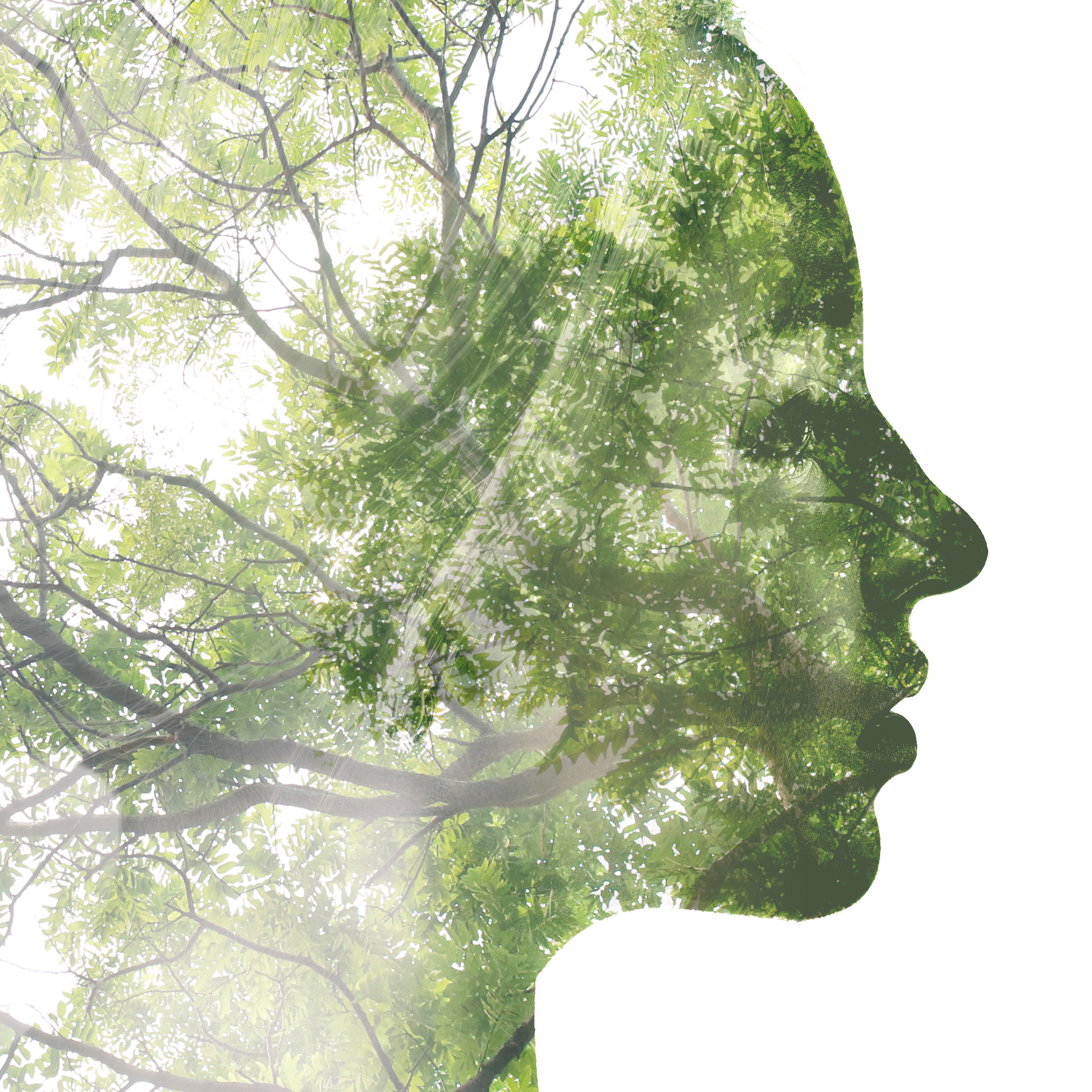 Et tre med grønne blader formet som et ansikt