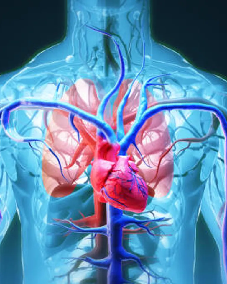 Illustration of cardiovascular system