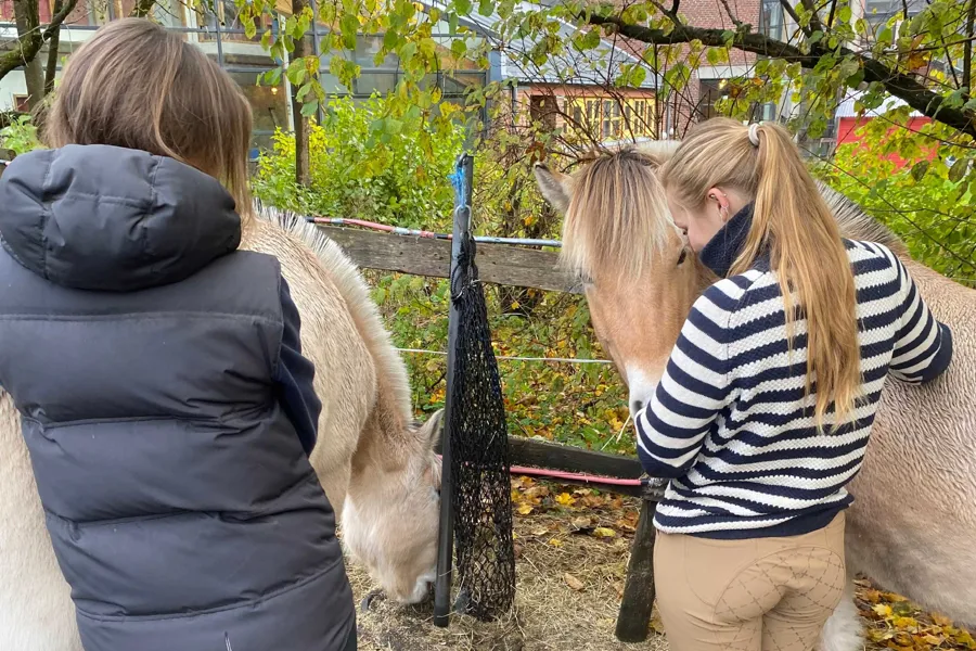 To jenter som klapper to hester