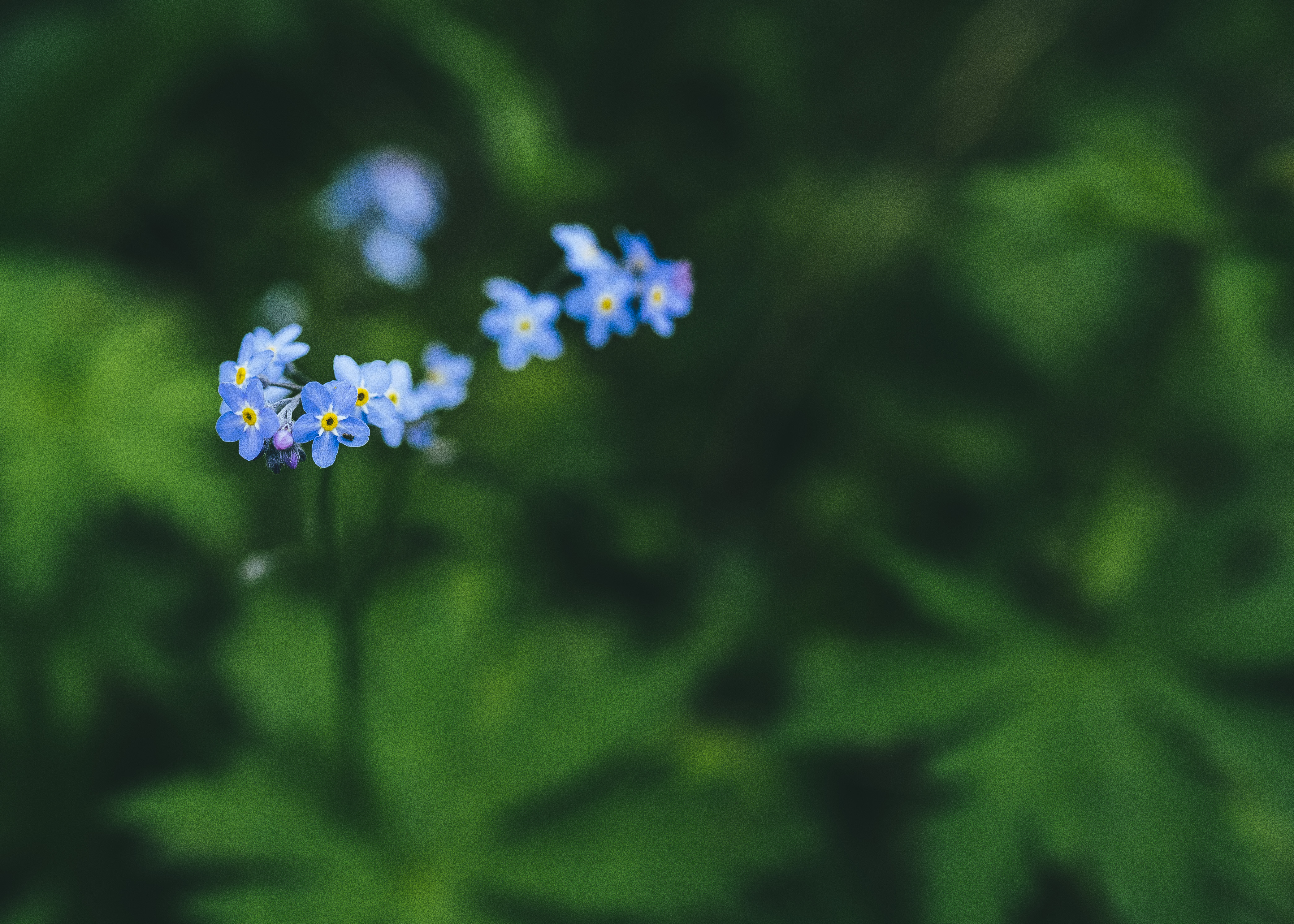 blå blomst nærbilde