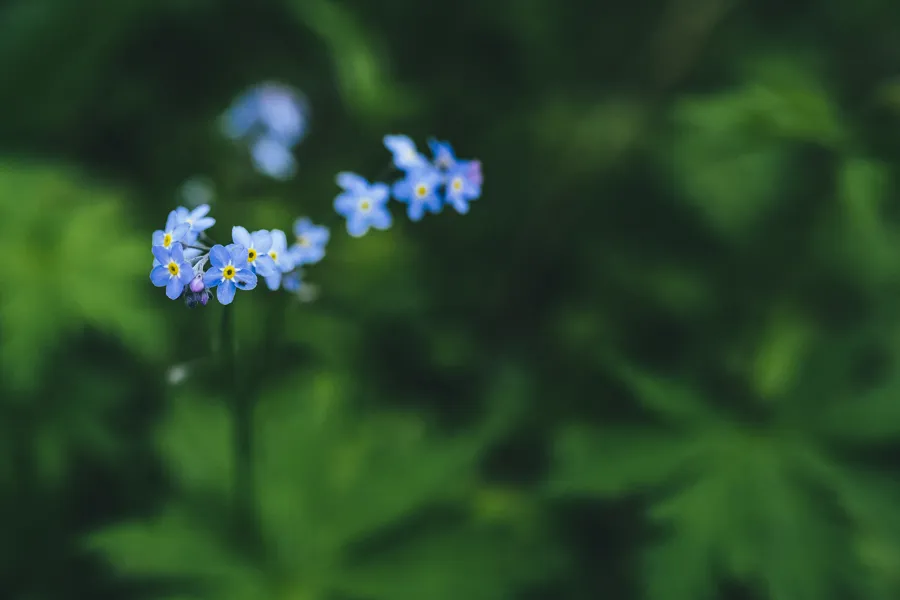 blå blomst nærbilde