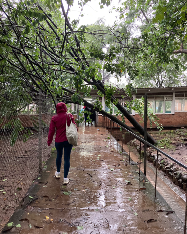 Bilde av treet som blokkerte inngangen