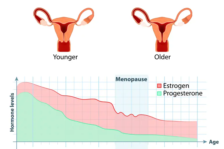 Figur som viser gradvis nedgang av østrogen og progrestron over tid, med et større fall, og større variasjon, under overgangsalder