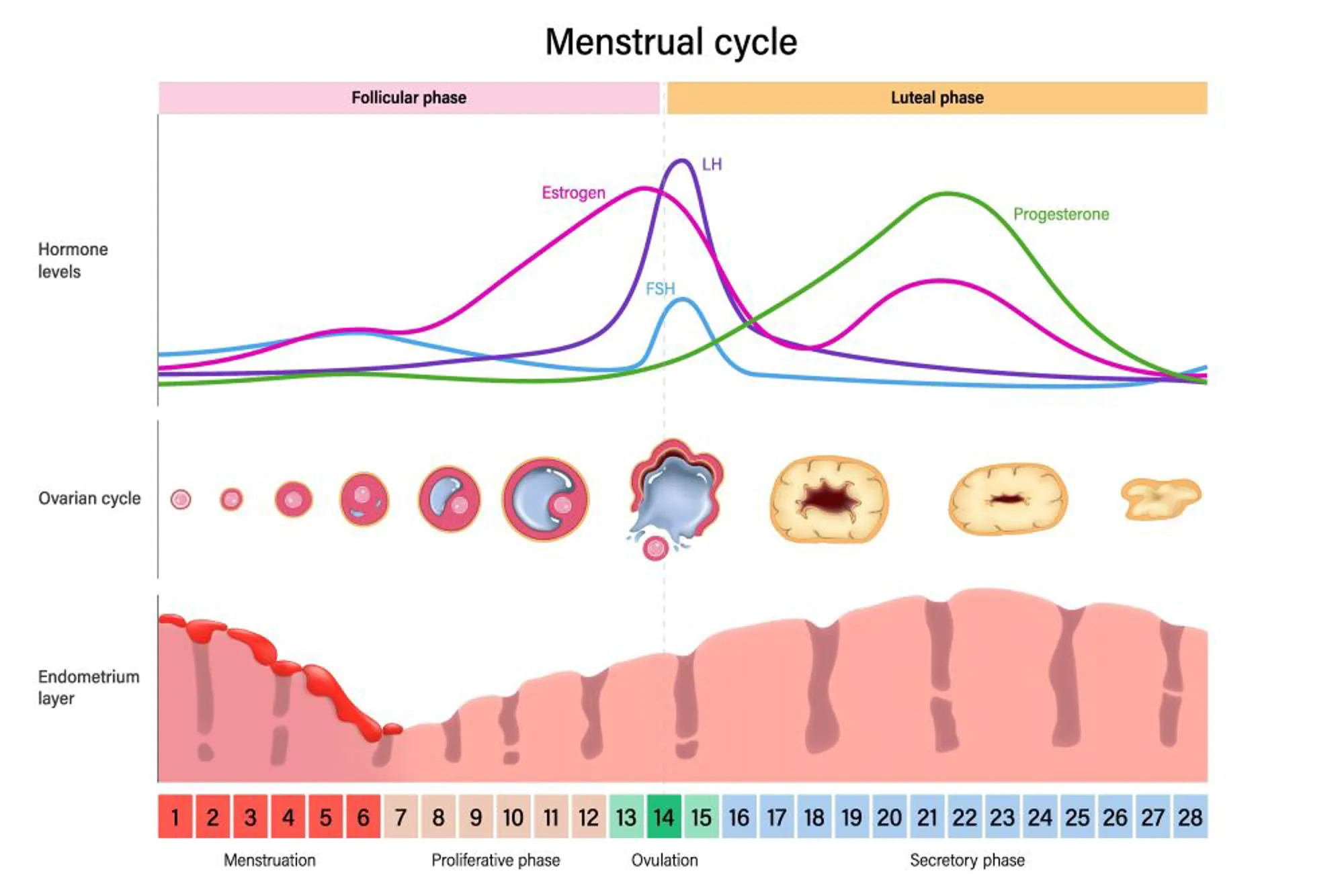 Nivåene av hormoner under syklusen. Østrogen er på sitt høyeste litt før eggløsning, og progesteron på dag 21.