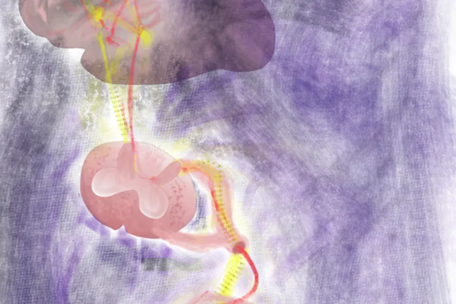 Illustrasjon over smertebaner, perifert til sentralt i hjernen